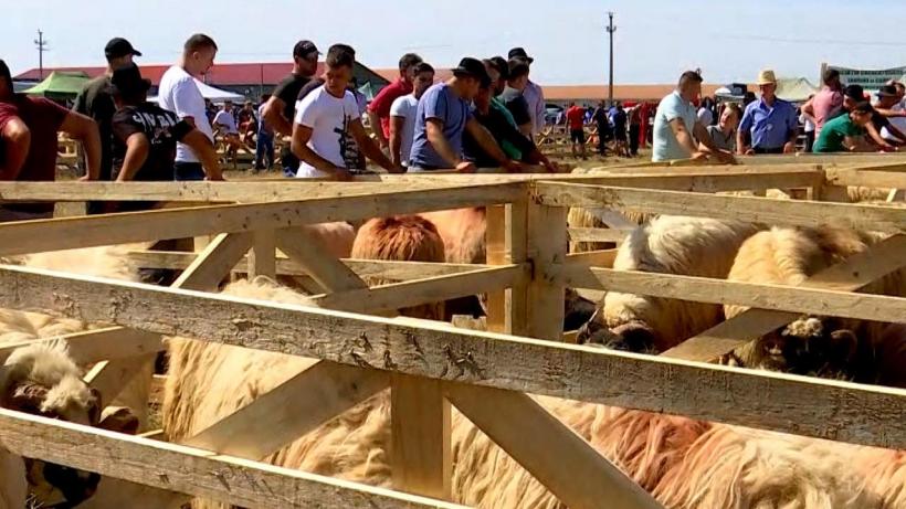 Cât costă cel mai scump berbec din România?  18857268