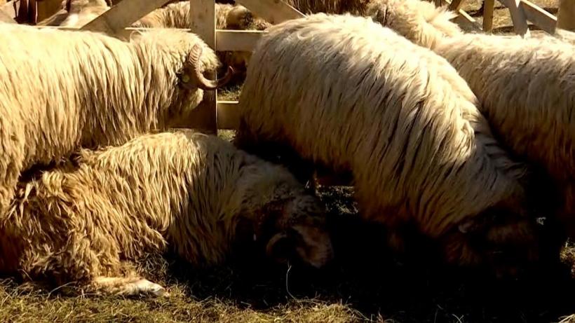 Cât costă cel mai scump berbec din România?  18857269