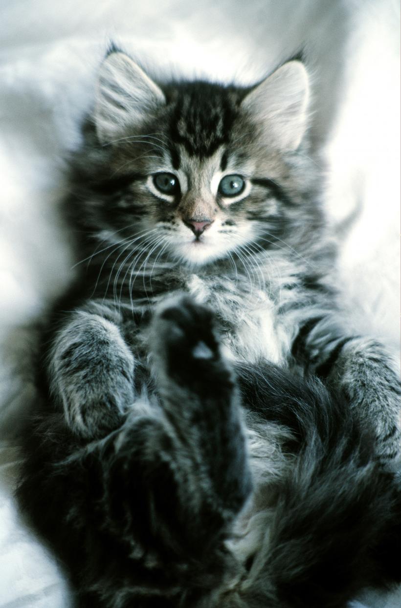 Cele mai rare și adorabile rase de pisici în 2023 18857735