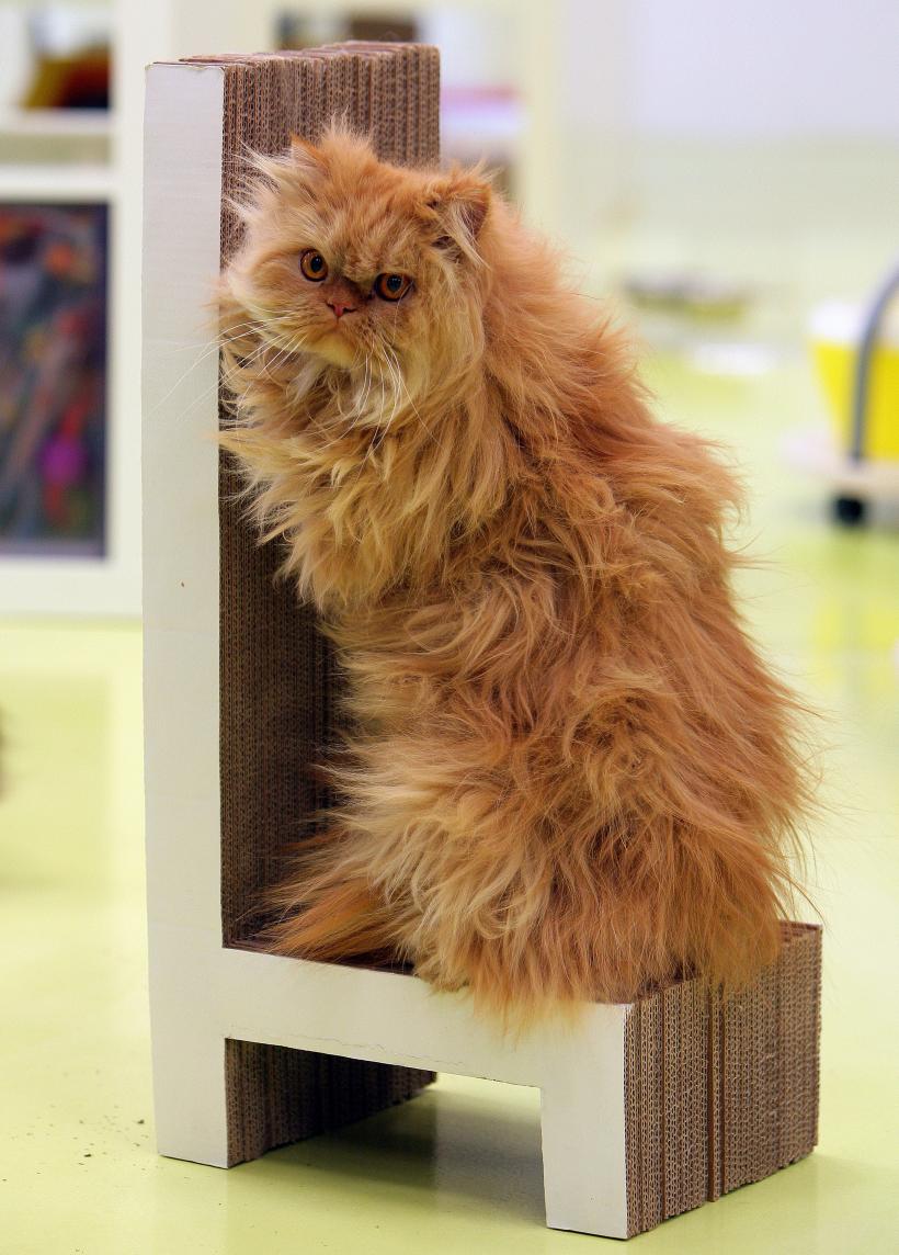 Cele mai rare și adorabile rase de pisici în 2023 18857737