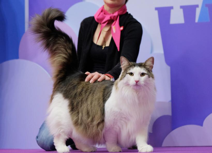 Cele mai rare și adorabile rase de pisici în 2023 18857738