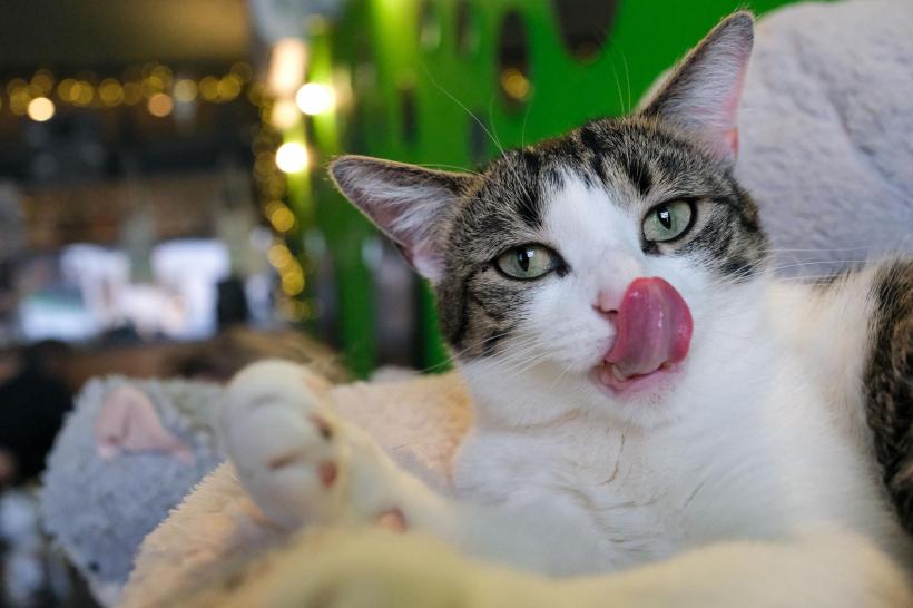 Cele mai rare și adorabile rase de pisici în 2023 18857740