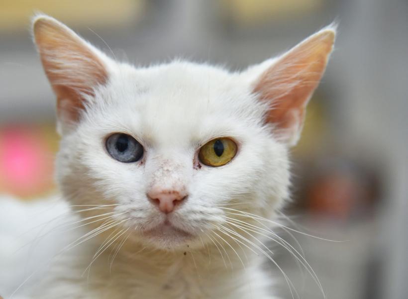 Cele mai rare și adorabile rase de pisici în 2023 18857741