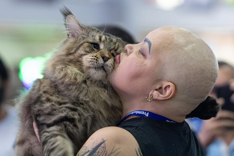 Cele mai rare și adorabile rase de pisici în 2023 18857742