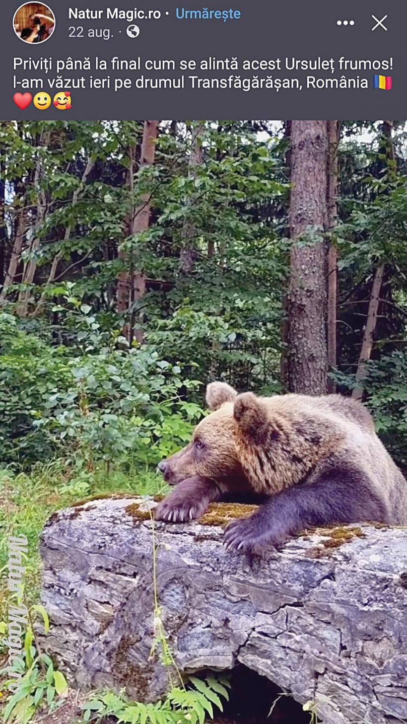 Pericolul de pe Transfăgărășan: România, promovată internațional ca țara ursuleților prietenoși 18857825