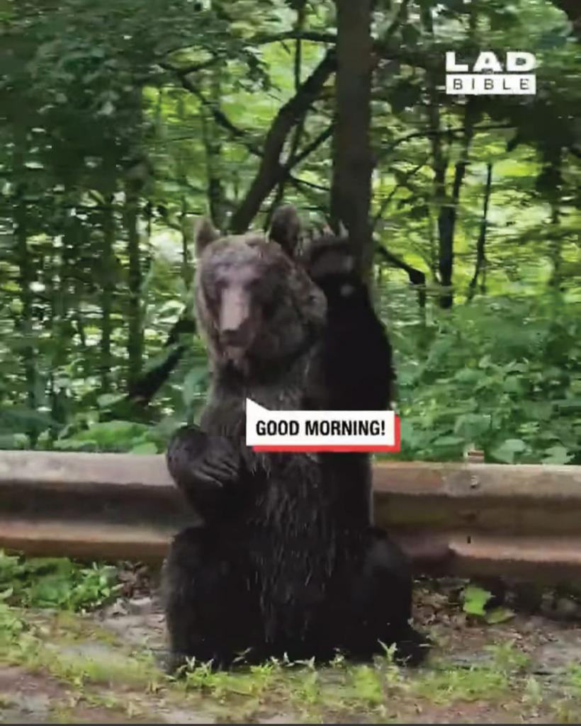 Pericolul de pe Transfăgărășan: România, promovată internațional ca țara ursuleților prietenoși 18857826