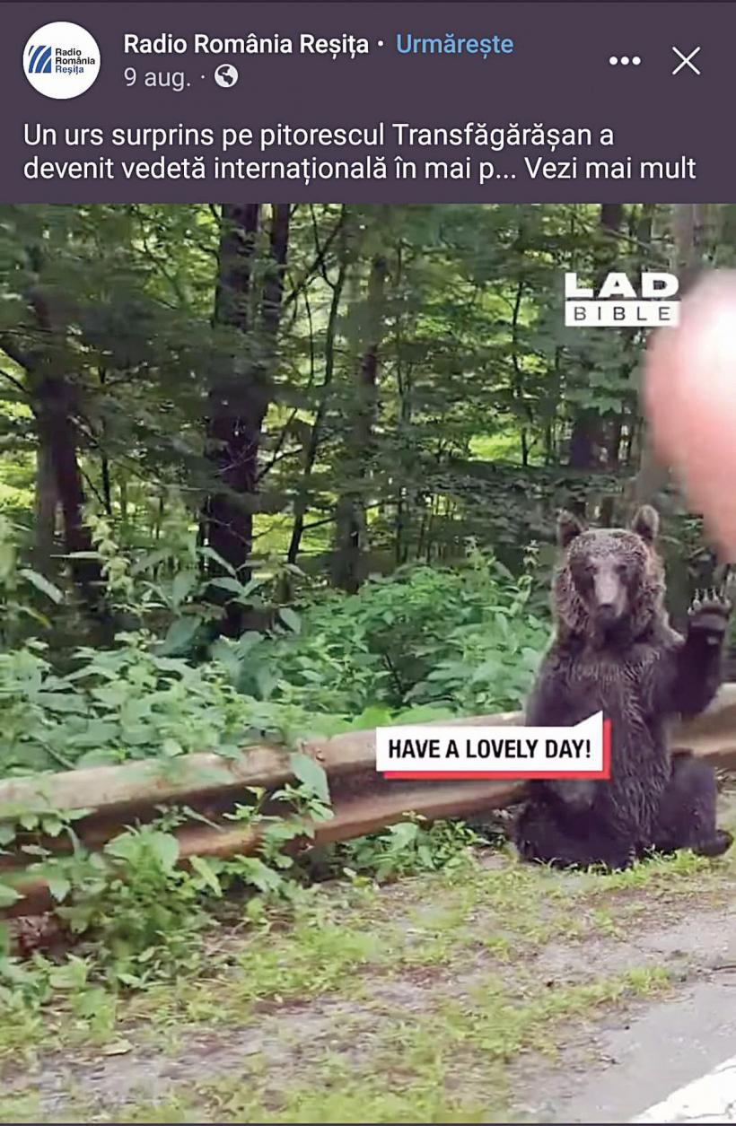Pericolul de pe Transfăgărășan: România, promovată internațional ca țara ursuleților prietenoși 18857827
