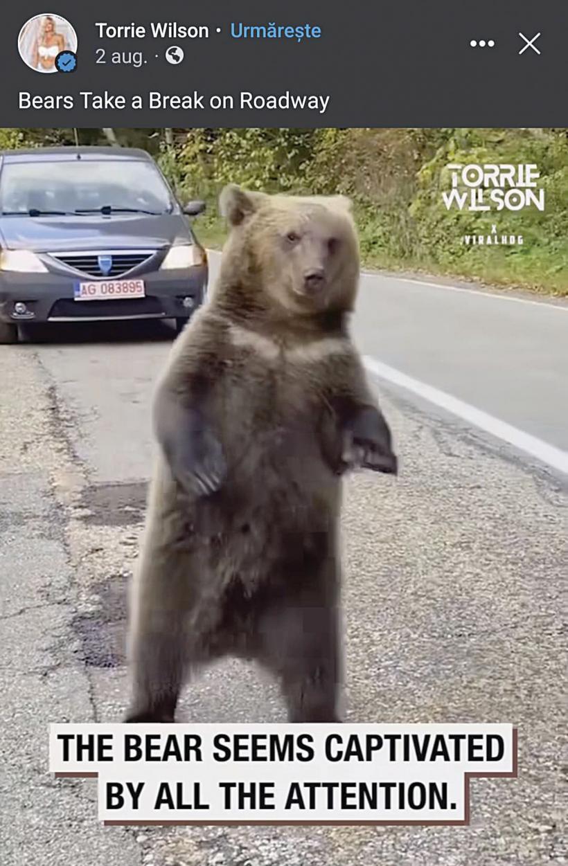 Pericolul de pe Transfăgărășan: România, promovată internațional ca țara ursuleților prietenoși 18857829