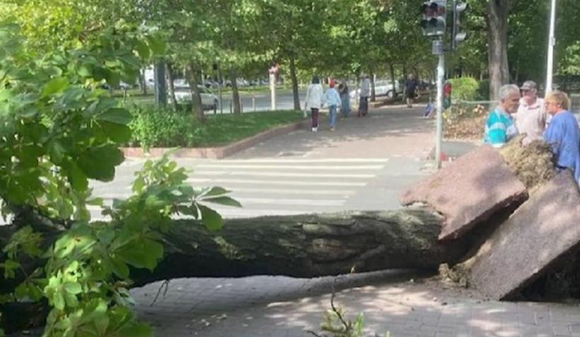 Incident grav în sectorul 3 din Capitală. Un copac a căzut peste un bărbat