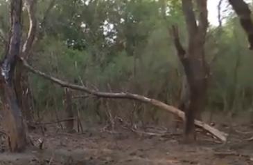 Crater format de drona prăbușită la Tulcea. Imagini EXCLUSIVE: copaci rupți și arși, resturi de metal, urme acoperite  18858211