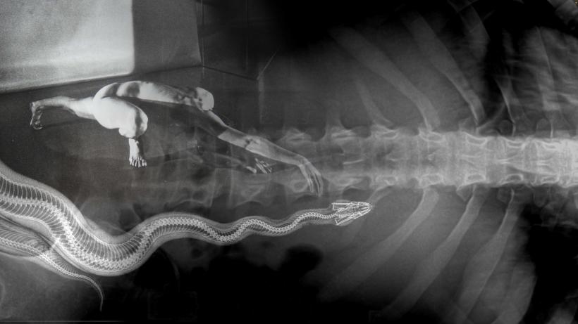 Patru zile de film, dans și întâlniri cu artiști: începe Bucharest International Dance Film Festival #9 18858599