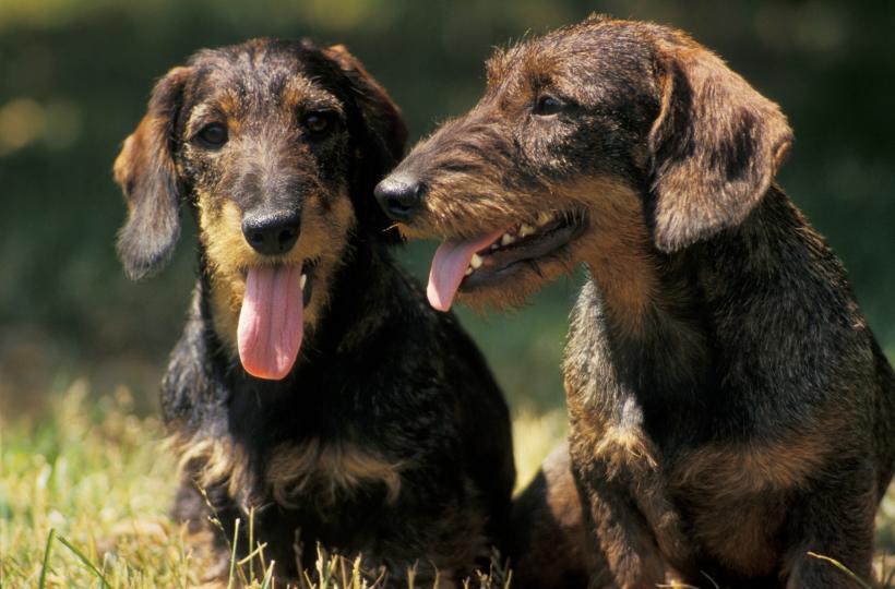 10 cele mai longevive rase de câini 