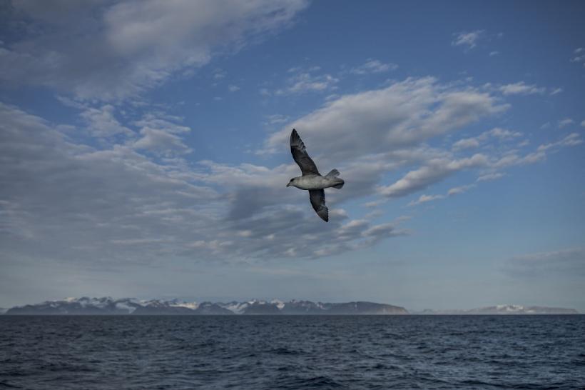 O navă de croazieră cu peste 200 de persoane la bord a eșuat în Groenlanda 18859104