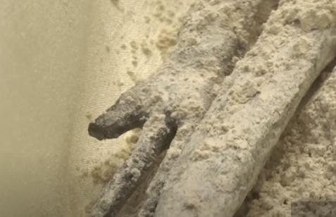 Scandalul secolului: Presupuse cadavre de extratereștri, prezentate în Congresul mexican 18859693