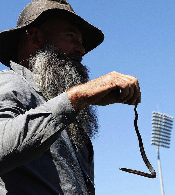 Un șarpe veninos a intrat pe teren la un meci de fotbal din Australia 18859683