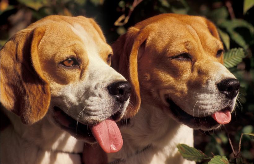 10 cele mai zgomotoase rase de câini la care trebuie să fii atent dacă ai probleme cu vecinii