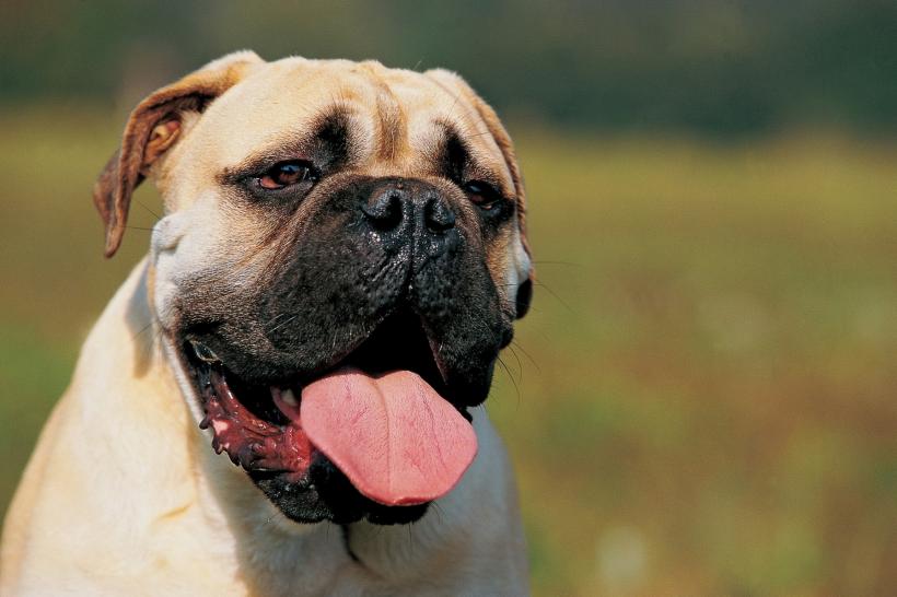 Cei mai buni câini de pază. 5 rase alături de care te vei simți în siguranță