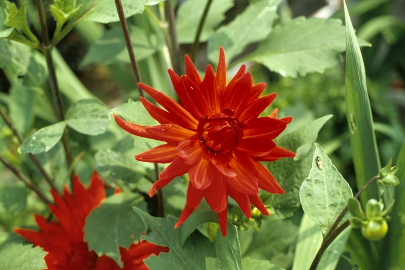 5 secrete pentru a avea dalii înflorite în grădina ta