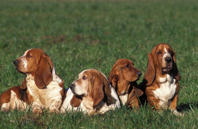 5 cele mai liniștite rase de câini. Relaxați, calmi, iubitori și inteligenți