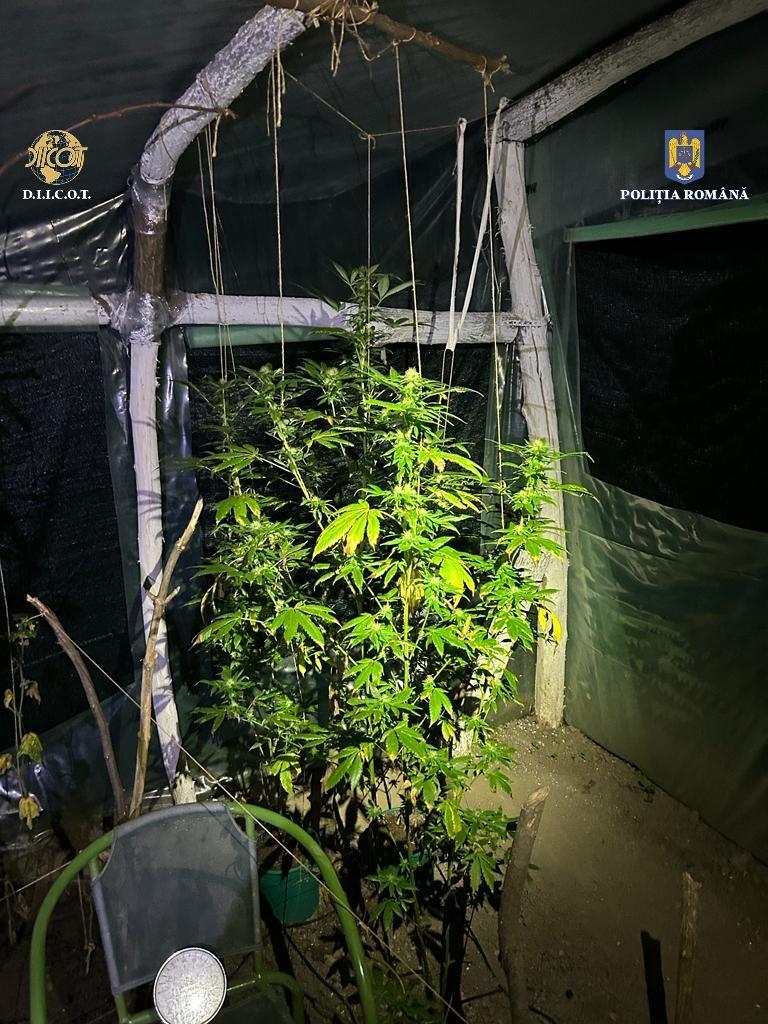 Trei profesori sunt suspectați de trafic de droguri. Unul cultiva canabis, iar ceilalți vindeau droguri de mare risc 18861080