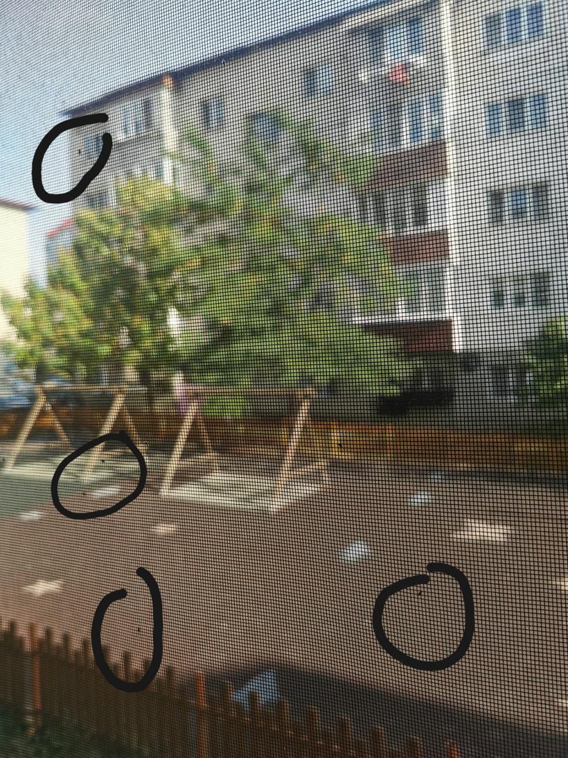 O insectă terorizează locuitorii dintr-un mare oraș al României. Cum ne ferim de ințepăturile dureroase ale tigrului platanului? 18861350