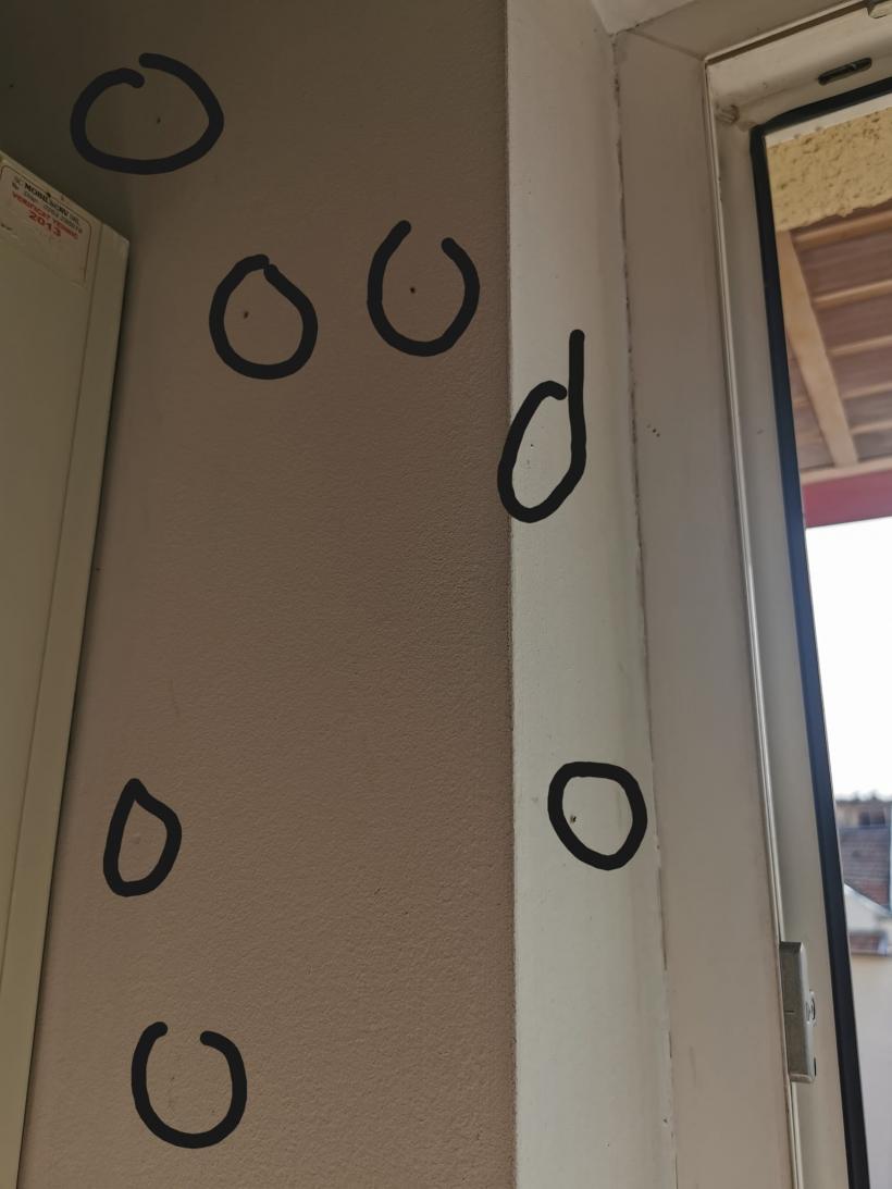 O insectă terorizează locuitorii dintr-un mare oraș al României. Cum ne ferim de ințepăturile dureroase ale tigrului platanului? 18861351