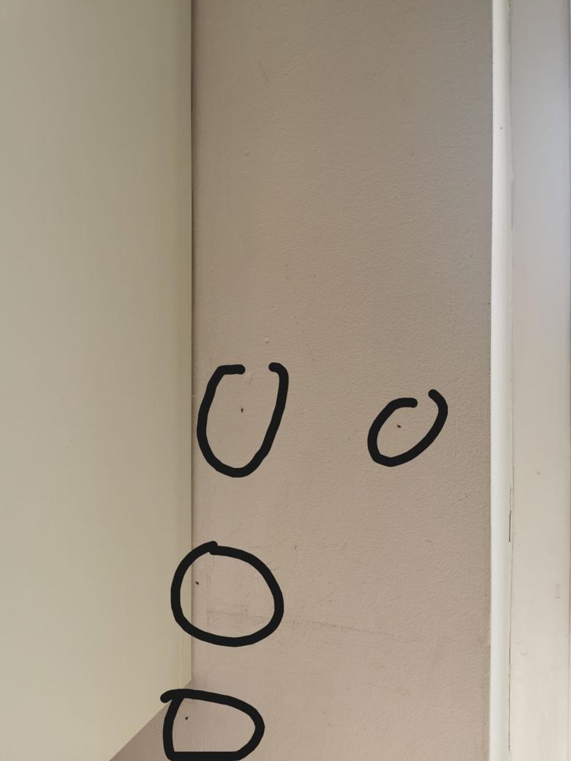 O insectă terorizează locuitorii dintr-un mare oraș al României. Cum ne ferim de ințepăturile dureroase ale tigrului platanului? 18861352