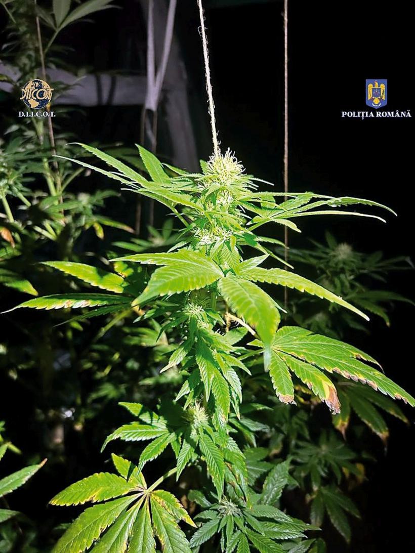 Strategia s-a schimbat: vor fi săltați micii traficanți din școli 18861539