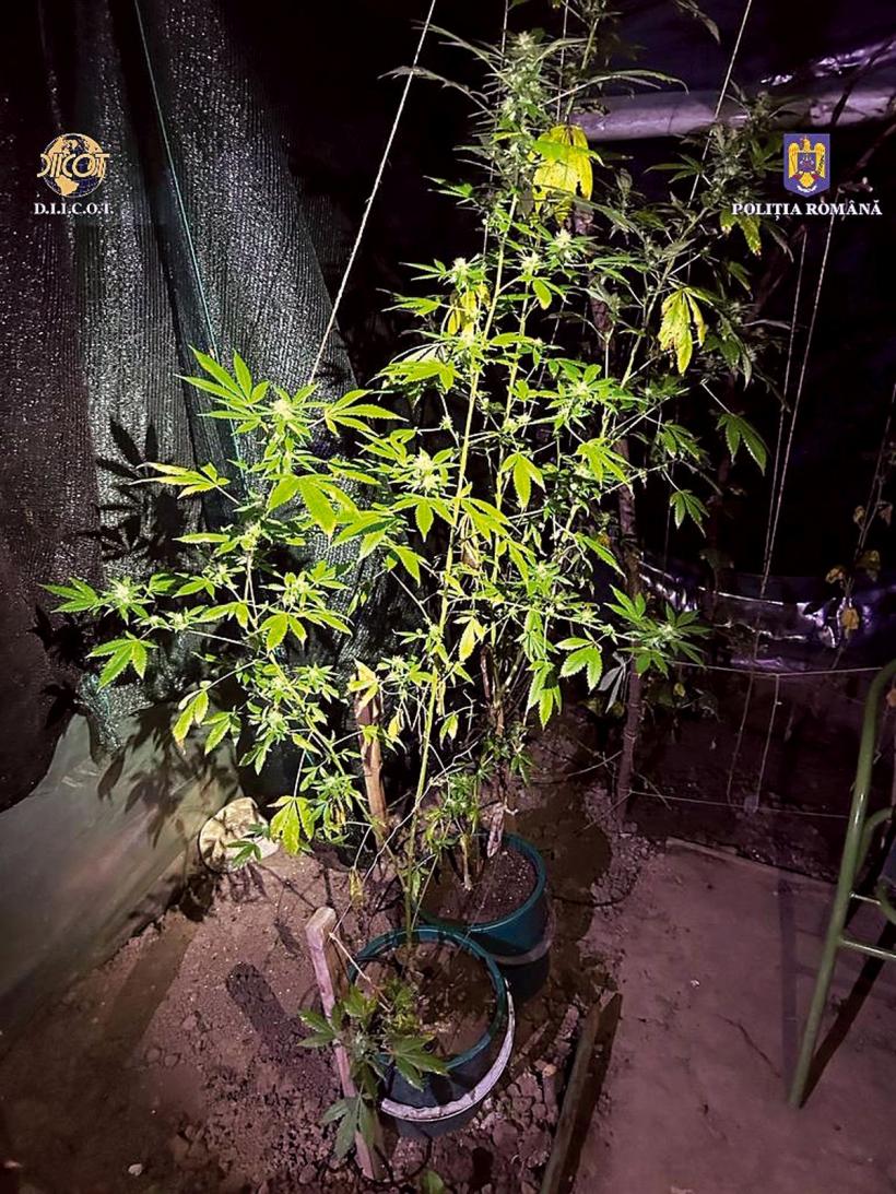 Strategia s-a schimbat: vor fi săltați micii traficanți din școli 18861540