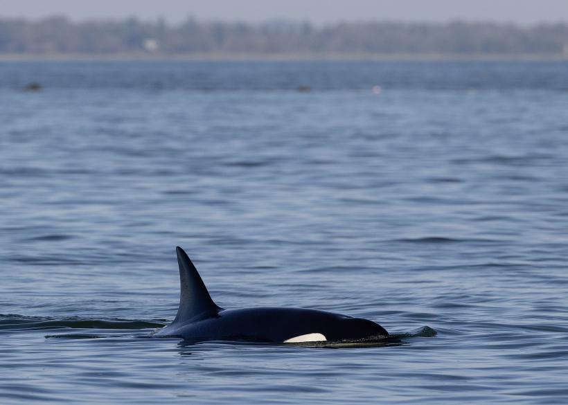 Accident tragic: O balenă a lovit barca unor pescari din Australia. Un bărbat a murit 18861768