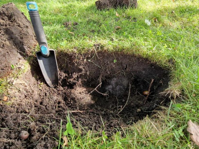 Descoperire uimitoare făcută de o familie din Norvegia. Căutau un cercel pierdut, dar au găsit o comoară 18861810