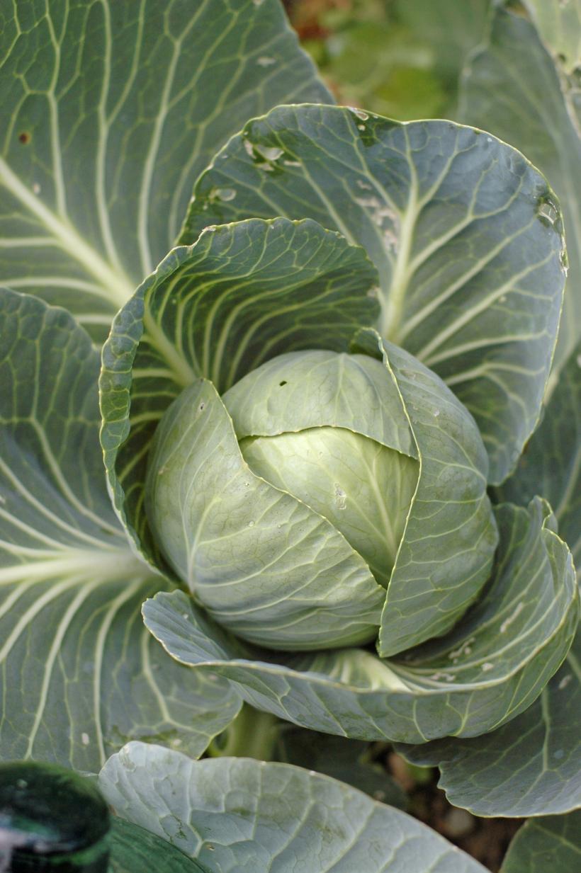 Sfaturi de la un chirurg plastician: Pielea poate întineri natural cu fructe și legume. Iată 7 produse ale naturii care te vor transforma în cea mai proaspătă și frumoasă variantă a ta 18861754