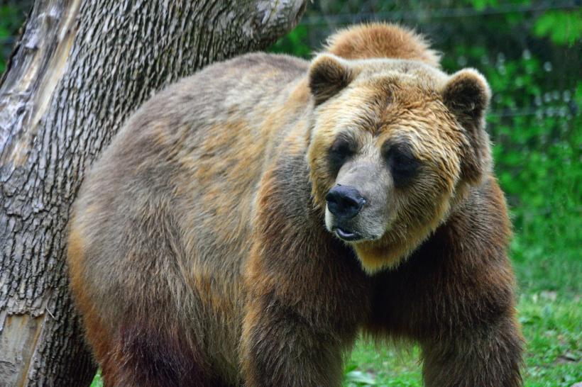  Un urs grizzly a omorât doi oameni într-un Parc Național din Canada