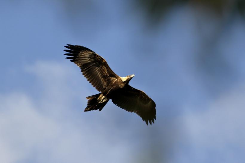 Record de vulturi înregistrat în Aria Protejată Sakar în septembrie