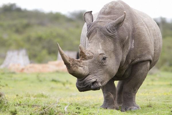 Un rinocer dintr-o specie cu doar 80 de exemplare a născut un pui în Indonezia