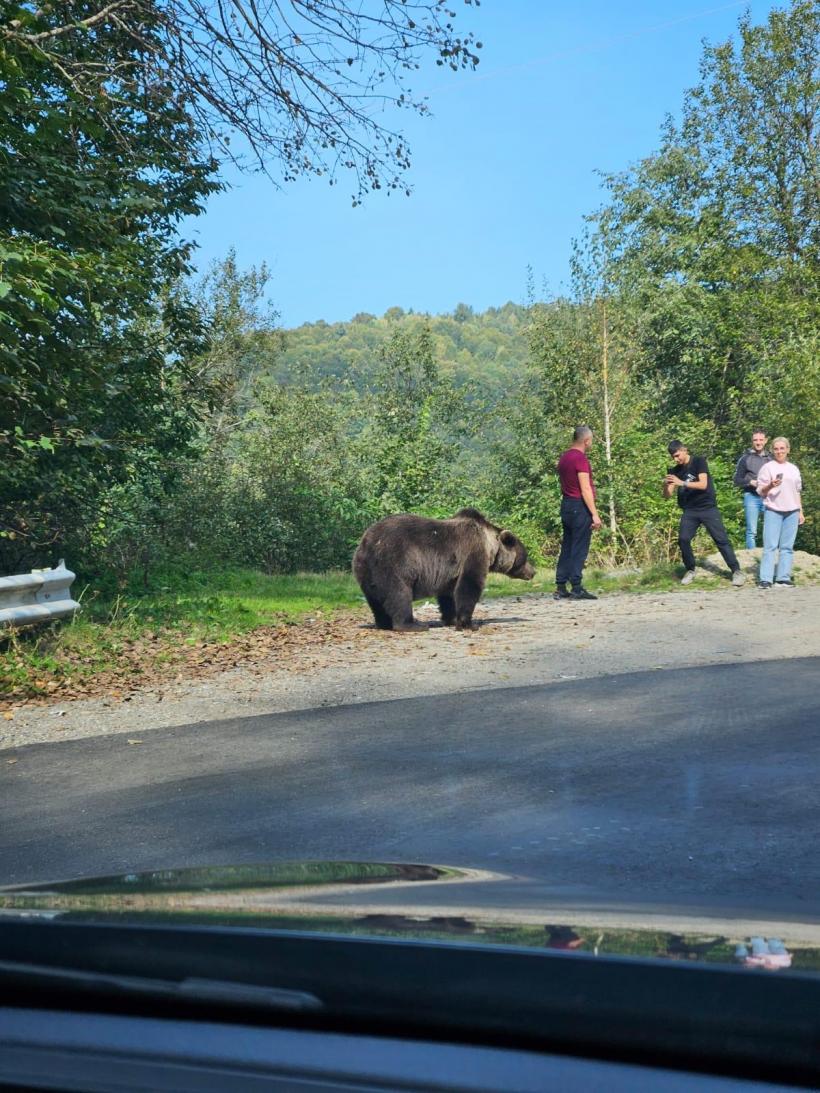 Turiști pe Transfăgărășan, în pericol după ce au vrut să fotografieze un urs: „Îi dau de mâncare. Nu e voie măi...” 18862151