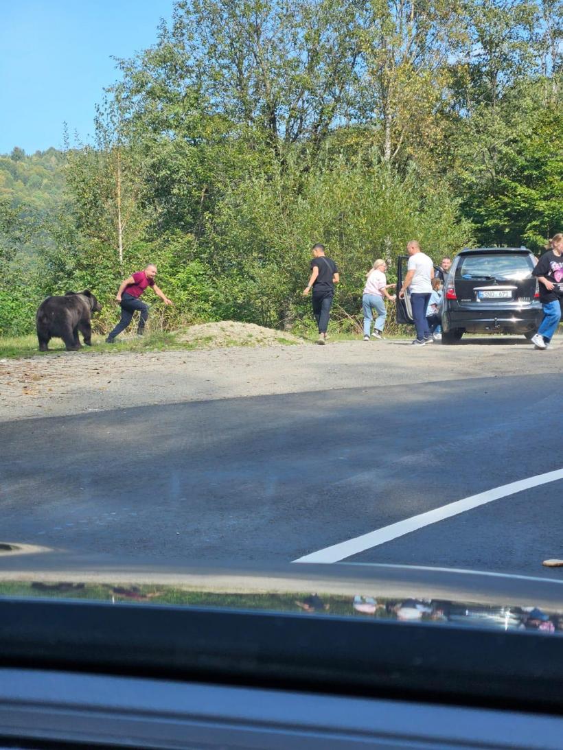 Turiști pe Transfăgărășan, în pericol după ce au vrut să fotografieze un urs: „Îi dau de mâncare. Nu e voie măi...”