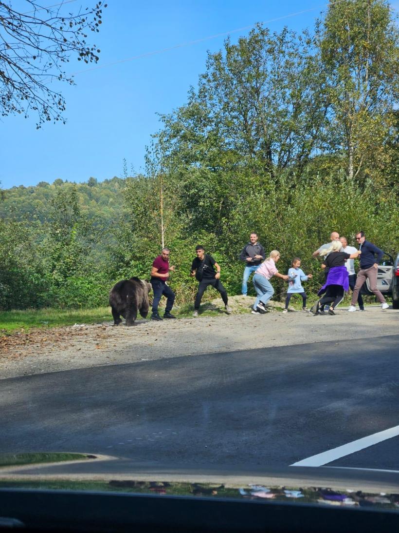 Turiști pe Transfăgărășan, în pericol după ce au vrut să fotografieze un urs: „Îi dau de mâncare. Nu e voie măi...” 18862154
