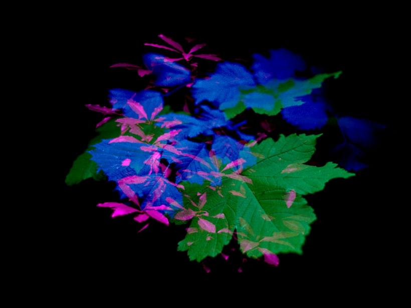 Monisme, în regia lui Riar Rizaldi, câștigă Marele Premiu BIEFF.13 18862254