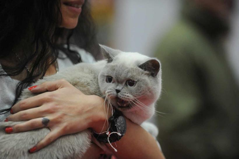 5 cele mai afectuoase rase de pisici. Relaxate, sociabile, jucăușe, devotate 18862667