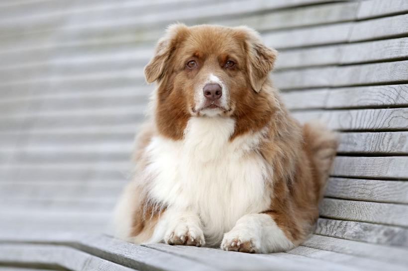 11 cele mai sănătoase rase de câini. Activi, longevivi și robuști