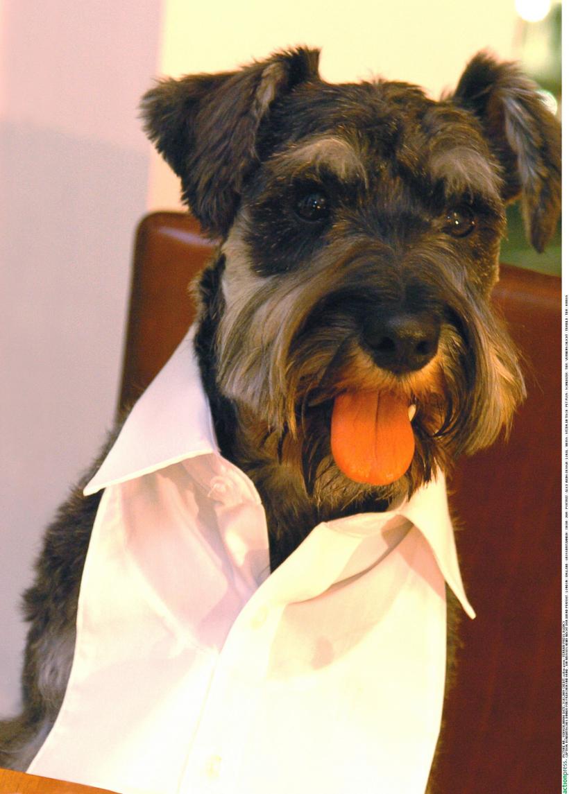 11 cele mai sănătoase rase de câini. Activi, longevivi și robuști 18862838