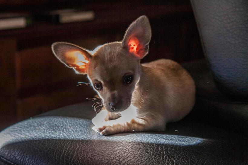 11 cele mai sănătoase rase de câini. Activi, longevivi și robuști 18862839