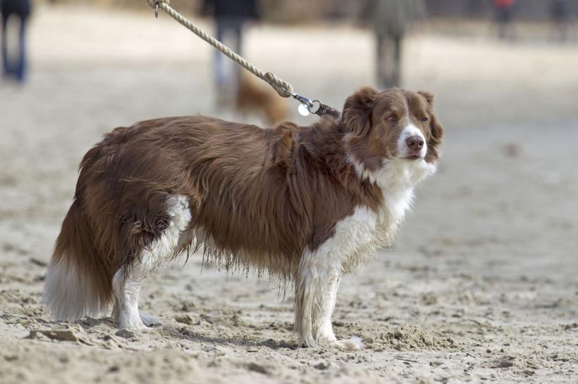 11 cele mai sănătoase rase de câini. Activi, longevivi și robuști 18862840