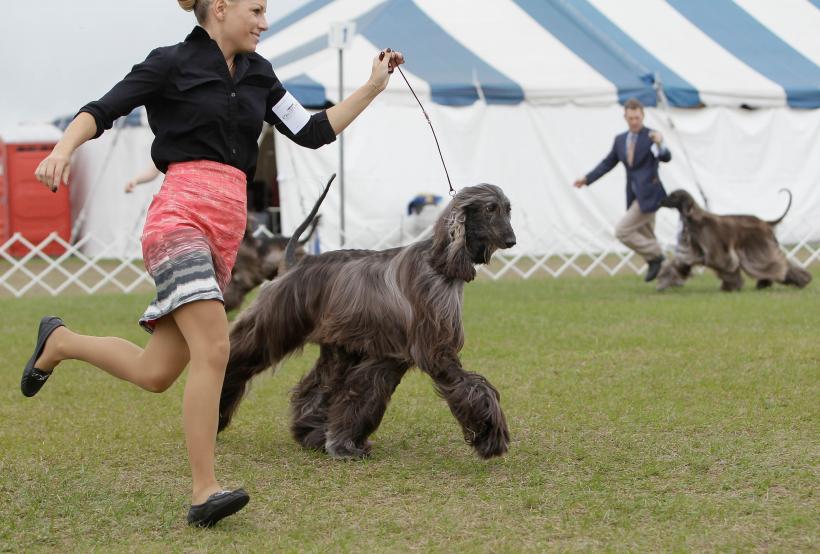 11 cele mai sănătoase rase de câini. Activi, longevivi și robuști 18862841