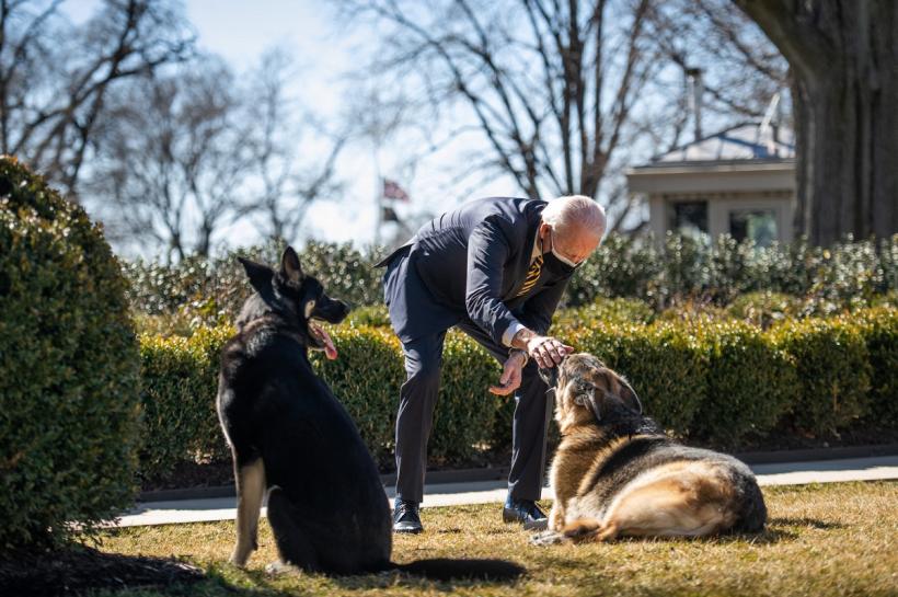 Câinele soților Biden nu mai stă la Casa Albă, după ce a mușcat mai multă lume 