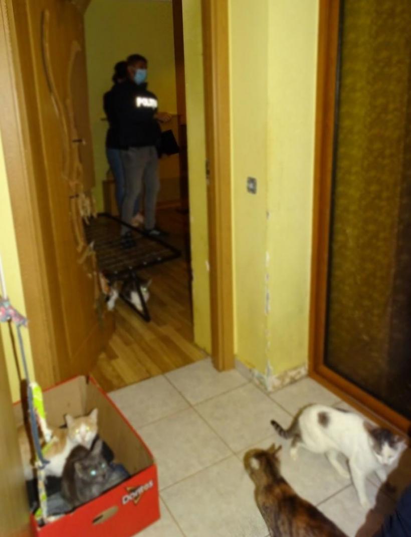 Caz inedit în Argeș. 41 de pisici au fost găsite într-un apartament din Pitești