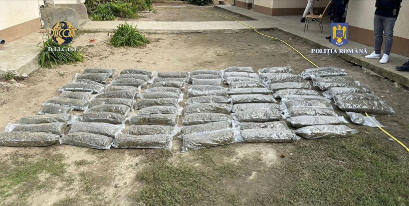 Cultură de canabis pe malul unui râu din Timiș. Zona era supravegheată video 18862860