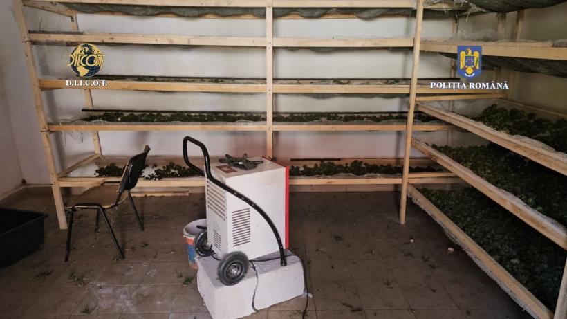 Plantație de canabis, descoperită sub benzile transportatoare de cărbune dezafectate de la Termocentrala Rovinari 18862900