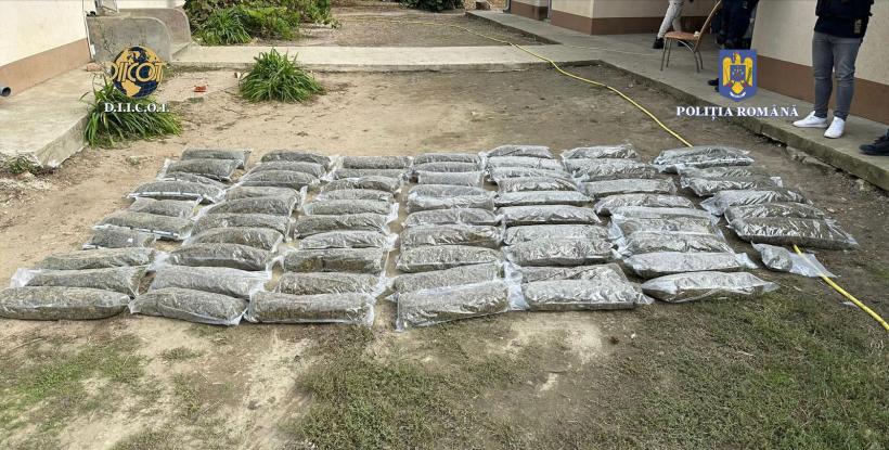 Plantație de canabis, descoperită sub benzile transportatoare de cărbune dezafectate de la Termocentrala Rovinari 18862901